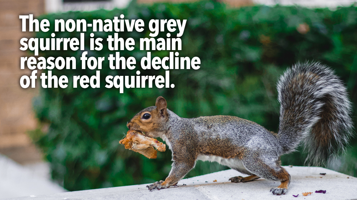 PestAware Tips for Attracting Red Squirrels 2 PestAware Tips for Attracting Red Squirrels 2